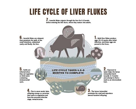 how hard to test for flukes|fluke diagnosis procedure.